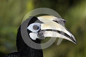 Southern pied-hornbill or Asian Pied-hornbill, Anthracoceros albirostris