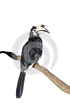 Southern pied-hornbill or Asian Pied-hornbill, Anthracoceros albirostris