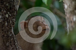 Southern pig-tailed macaque Macaca nemestrina