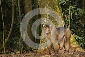 Southern Pig-tailed Macaque - Macaca nemestrina