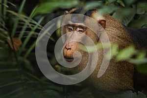 Southern Pig-tailed Macaque - Macaca nemestrina