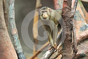 Southern pig-tailed macaque