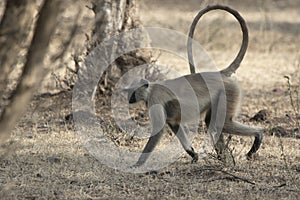 Southern plains gray langur which walks the ground in a bush for