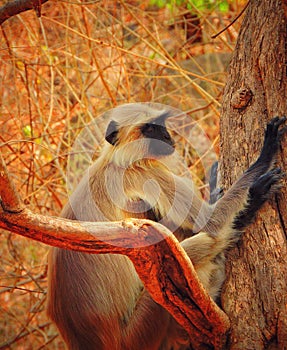 Southern plains langurs