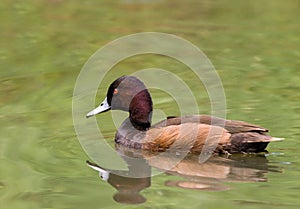 Southern Pochard