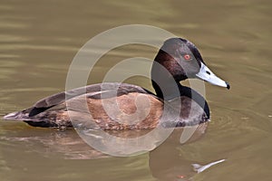 Southern Pochard