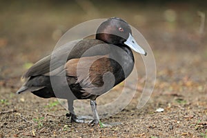 Southern pochard
