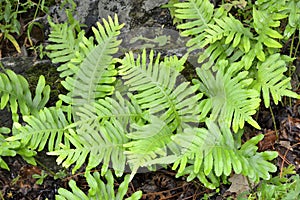 Southern Polypody Fern photo