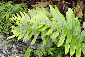 Southern Polypody Fern photo