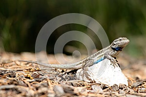 Southern Prairie Lizard, Sceloporus undulatus