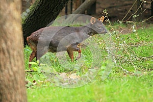 Southern pudu