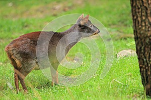 Southern pudu