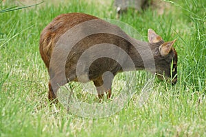 Southern Pudu - Pudu puda