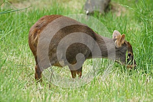 Southern Pudu - Pudu puda