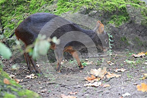Southern pudu