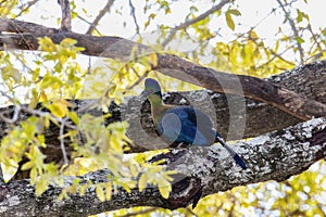 A Southern Purple-crested Turaco, Gallirex porphyreolophus, ssp. porphyreolophus, on a tree branch in South Africa
