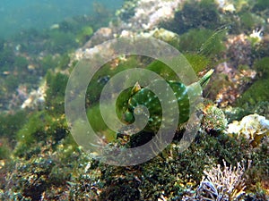 Southern Pygmy Leatherjacket