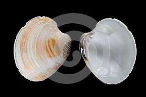 Southern quahog-Mercenaria campechiensis