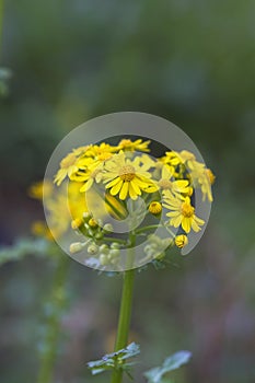 Southern Ragwort Wildflower - Packera anonyma