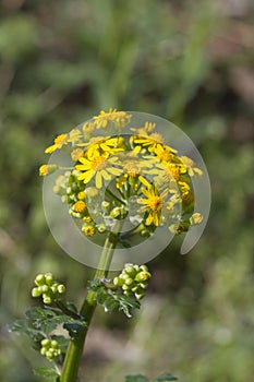 Southern Ragwort Wildflower - Packera anonyma