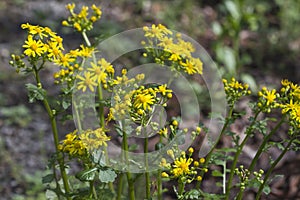 Southern Ragwort Wildflower - Packera anonyma