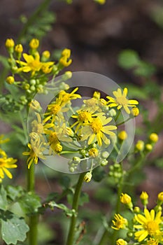 Southern Ragwort Wildflower - Packera anonyma