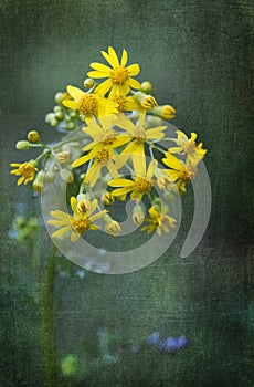 Southern Ragwort Wildflower - Packera anonyma