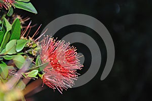 Southern rata photo