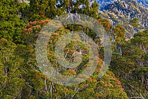 Southern Rata Tree photo