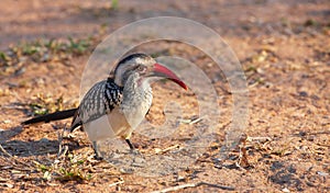 Southern Red-billed hornbill