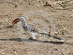 Southern red-billed hornbill