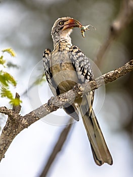 Southern red billed hornbill