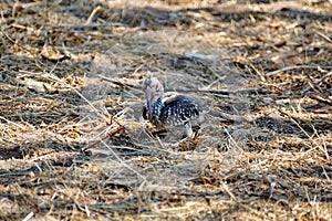 Southern red-billed hornbill