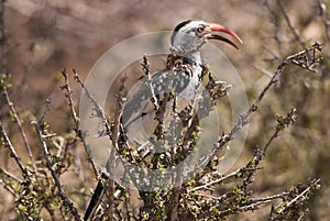 Southern red-billed hornbill
