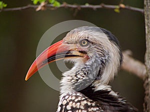 Southern red-billed hornbill