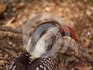 Southern red-billed hornbill