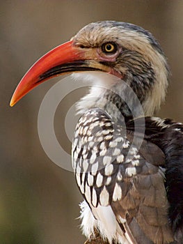 Southern red-billed hornbill