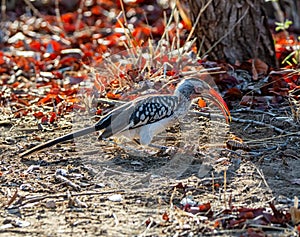 Southern Red-billed Hornbill With Bug