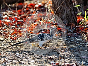 Southern Red-billed Hornbill With Bug