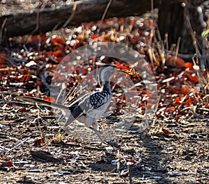 Southern Red-billed Hornbill With Bug