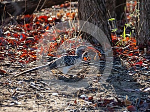 Southern Red-billed Hornbill With Bug