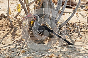 Southern Red-billed Hornbill in Etosha National Park, Namibia