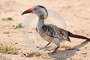 Southern red-billed hornbill