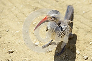 Southern Red-Billed Hornbill high angle