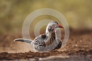 Southern Red billed Hornbill in Kruger National park, South Africa