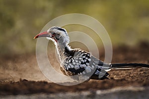 Southern Red billed Hornbill in Kruger National park, South Africa