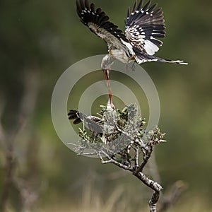 Southern Red billed Hornbill in Kruger National park, South Africa