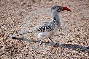 Southern red-billed hornbill in Pilanesberg National Park