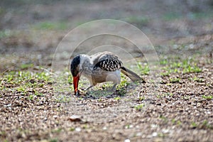 Southern red-billed hornbill in Pilanesberg National Park