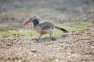 Southern red-billed hornbill in Pilanesberg National Park